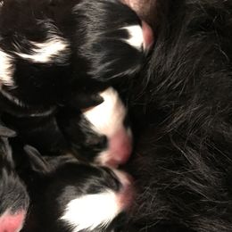 Bernedoodle Puppies from Montanas Mountain Bernedoodles