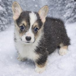AKC Orange Duck - Black and tan male Pembroke Welsh Corgi puppy in Summerfield, Florida from Promise Land Farm