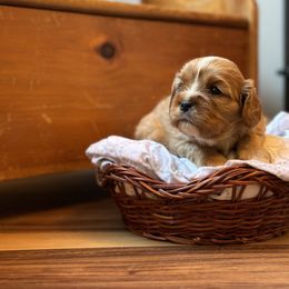Cavalier King Charles Spaniel and Cavapoo Puppies from Cavaliers of Windsor
