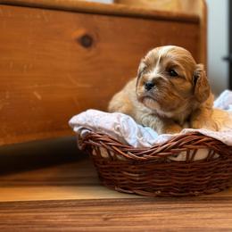 Cavalier King Charles Spaniel and Cavapoo Puppies from Cavaliers of Windsor