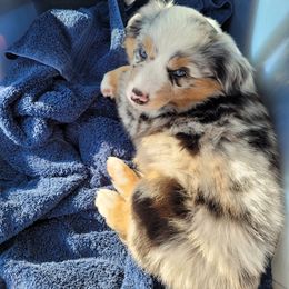 Miniature American Shepherd Puppies from Holly Hill Mini Aussies