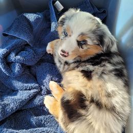 Miniature American Shepherd Puppies from Holly Hill Mini Aussies