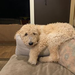 Goldendoodle Puppies from SunriseDoodles