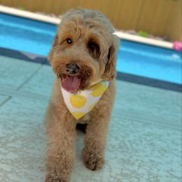 Letty - Australian Labradoodle