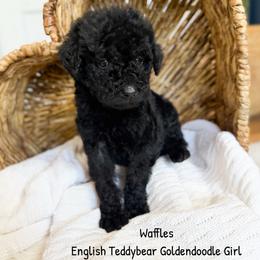 Waffles English Teddbear - Black female Goldendoodle puppy in Grove, Oklahoma from Guinn Family Farms