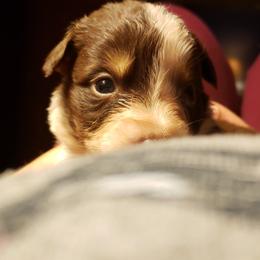 Australian Shepherd Puppies from Ohio Valley Australian Shepherds