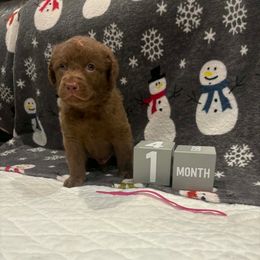 Pink Dot - Brown male Chesapeake Bay Retriever puppy in Wisconsin Dells, Wisconsin from Kilbourn Chesapeakes