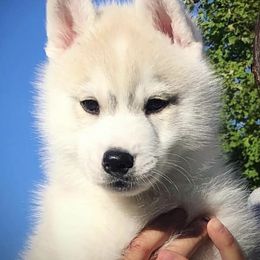 Siberian Husky Puppies from TreeLine Siberians