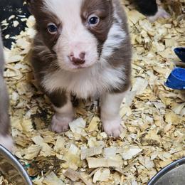 Red male - Red male Border Collie puppy in Paige, Texas from 3D Mini Dachounds
