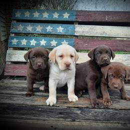 "Puppies are well socialized 1st vaccine and vet wellness check " Bernese Mountain Dog and Labrador Retriever Puppies from Circle D Farms