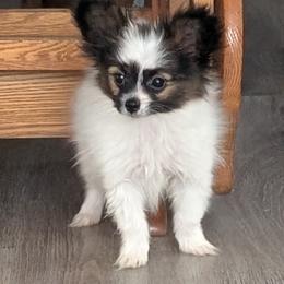 Ichi - Black red and white male Papillon puppy in Dorset, Ohio from Classy Country Papillons