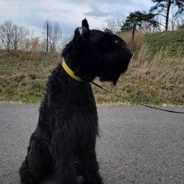 Bali - Black male Giant Schnauzer puppy in Fraziers Bottom, West Virginia from Loyal Hearts Farm / RK's Dobermans