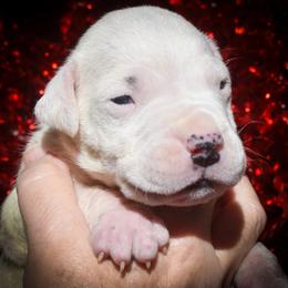 Dolos - White male Dogo Argentino puppy in San Diego, California from Debonair Dogos