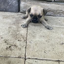 Boy 4 - Fawn male Pug puppy in Brooksville, Florida from Windsorsprings
