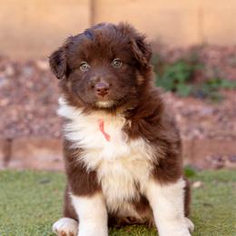 Peach collar - Red tri-color female Australian Shepherd puppy in Buckeye, Arizona from Wranglin Farms