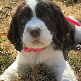 English Springer Spaniels from Klark English Springer Spaniels