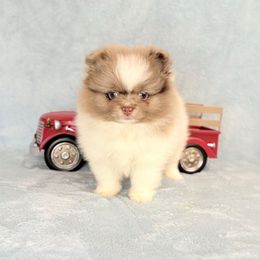 Chocolate Merle boy 2 CKC - Chocolate merle male Pomeranian puppy in Princeton, New Jersey from PureLove Poms.