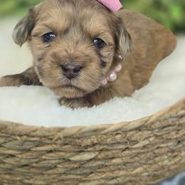 Hollyn - Merle female Shihpoo puppy in Hartville, Missouri from Petty Paws