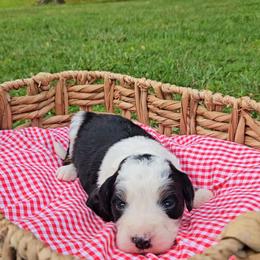 Breeze - Tri-color female Bernedoodle puppy in Russell Springs, Kentucky from 270 Doodles