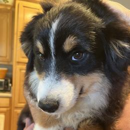 Boy 3 - Black tri male Miniature Australian Shepherd puppy in Oroville, California from Puppy Love Ranch Mini Aussies