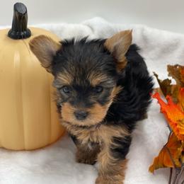 Annabelle -1550 CKC - Black and tan female Yorkshire Terrier puppy in Douglas, Georgia from Heartland small breeds