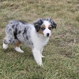 Walker - Blue merle male Miniature Australian Shepherd puppy in Ola, Arkansas from Peaceful Acres