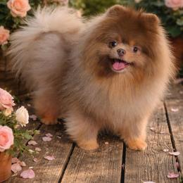 Gus - Pomeranian