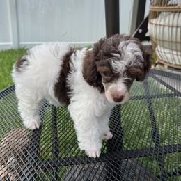 Dulce - Poodle