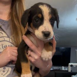 Red Girl - Black, white and red female Greater Swiss Mountain Dog puppy in Lower Burrell, Pennsylvania from Polyanna’s GSMD