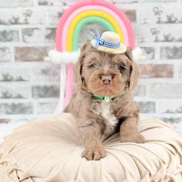 Winton - Merle male Australian Labradoodle puppy in Taylor, Michigan from Mi Best Doodle Ever, LLC