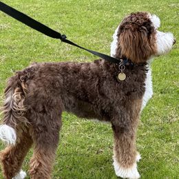 Bernedoodles and Goldendoodles from Colby Trail Doodles