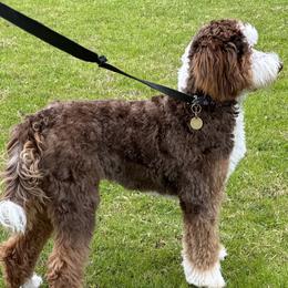 Bernedoodles and Goldendoodles from Colby Trail Doodles