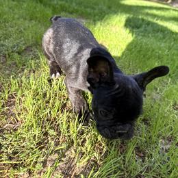 French Bulldog Puppies from Black Water Frenchies