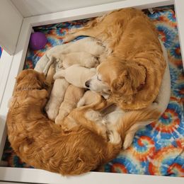 Golden Retriever Puppies from Sims Golden Retrievers