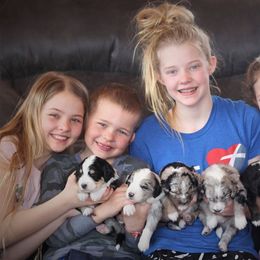 Aussiedoodle Puppies from Wilson Cattle Co.