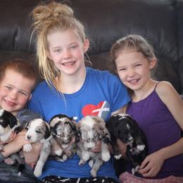Aussiedoodle Puppies from Wilson Cattle Co.