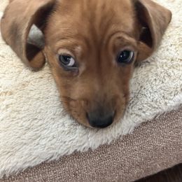 Dachshund Puppies from Mighty little dachshunds