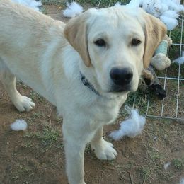 Golden Retrievers and Labrador Retrievers from Abels Envy Retrievers