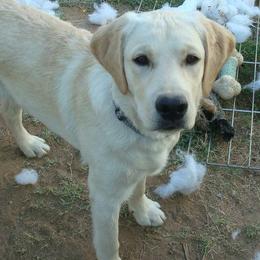 Golden Retrievers and Labrador Retrievers from Abels Envy Retrievers