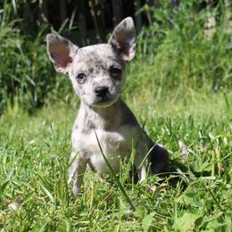Bently - Blue merle male Chihuahua puppy in Willamina, Oregon from Cherished Chihuahuas