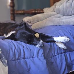 Flair - Border Collie