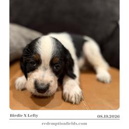 Olive - Black white and tan female English Springer Spaniel puppy in Arcadia, Florida from Redemption Fields Springer Spaniels