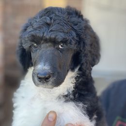 Poodle Puppies from Parapoodles