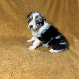 Blue Merle girl 1 - Blue merle female Australian Shepherd puppy in Clinton, Tennessee from Liza’s Aussies & Poms
