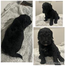 Black Boy - Black male Goldendoodle puppy in Lancaster, South Carolina from Silver Hill Farm SC