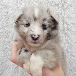 Ouray - Blue merle and white female Shetland Sheepdog puppy in Central City, Kentucky from Hope's Heart Shelties