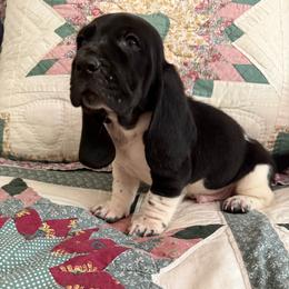 Groovy - Black and white male Basset Hound puppy in Letcher, Kentucky from Hackers Appalachian Basset Hounds