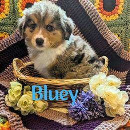 Australian Shepherd Puppies from Sage House Pups