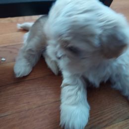 Shih Tzu Puppies from N.F.S.T Imperial ShihTzu Puppies.