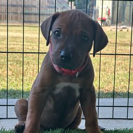 Texie - Rd whtn blk nose female Rhodesian Ridgeback puppy in Montgomery, Texas from Timber Ridge Kennels
